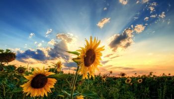 Márgenes del girasol superan a los de la soja
