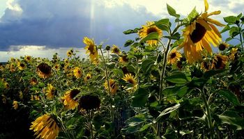 Con buenos rendimientos, el girasol le hace frente a la tormenta
