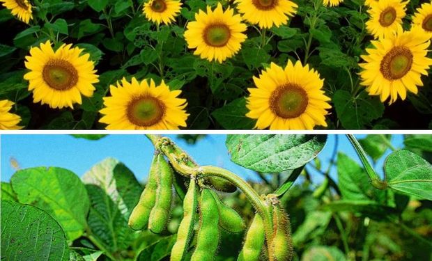 El girasol no es un producto, como puede ser la soja, que depende exclusivamente del mercado internacional.