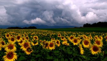 Advierten sobre la situación del girasol