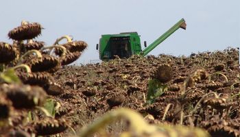 Buenos Aires: la cosecha de girasol alcanzó el 34% del área apta 