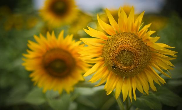 El lento ocaso del girasol