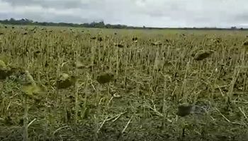 Video: El dolor de perderlo todo
