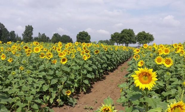 Girasol: la humedad impacta en la campaña del norte y se retrasa la siembra en áreas claves