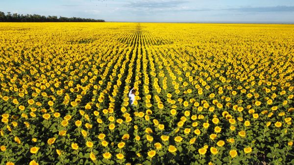 semillas de girasol 2025