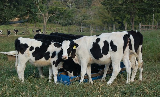 Cana e leite com tecnologia foram os melhores investimentos agro em 2023