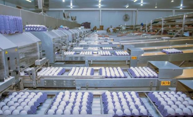 Global Eggs amplia presença na Europa com nova compra de granja na Espanha