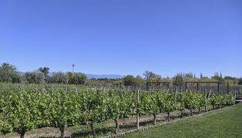 Derogaron 973 normas de las 1.207 actuales del sector vitivinícola: "Milei nos pide que no paremos hasta ser el país más libre del mundo"