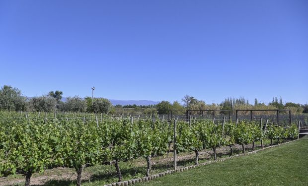 Derogaron 973 normas de las 1.207 actuales del sector vitivinícola: "Milei nos pide que no paremos hasta ser el país más libre del mundo"