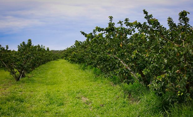 Para pesquisadores, curso consolida trabalho em prol da fruticultura orgânica. (foto - Sistema CNA/Senar)