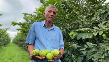 Do campo para escola: goiaba agroecológica sai das mãos da agricultura familiar direto para a hora do lanche em MG