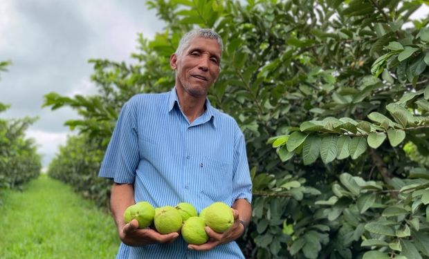 Do campo para escola: goiaba agroecológica sai das mãos da agricultura familiar direto para a hora do lanche em MG