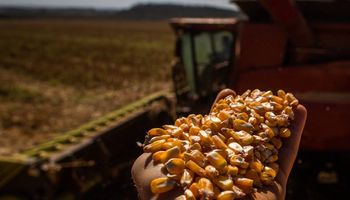 Datagro já prevê safra de milho recorde com 134 milhões de toneladas