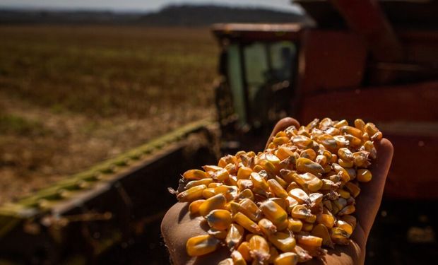 Datagro já prevê safra de milho recorde com 134 milhões de toneladas