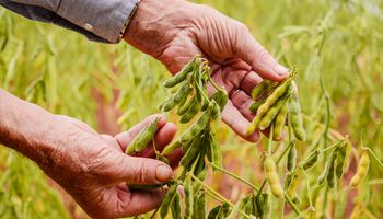 Golden Harvest lança mais avançados cultivares de soja adaptados às condições do Centro-Cerrado