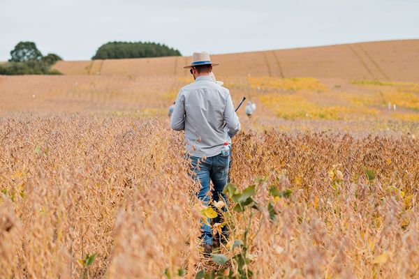golden harvest 3
