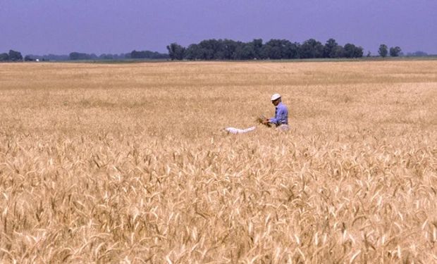 ¿Más de 100 qq/ha para el trigo? Los sorprendentes resultados de un ensayo en Córdoba