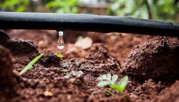 Irrigação localizada contra os efeitos do El Niño na agricultura