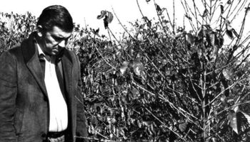 Evento climático que mudou a história do agro no Paraná faz 50 anos