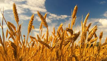 Com preços pressionados, governo libera R$ 167 milhões para arroz e trigo