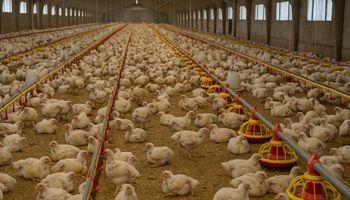 Gripe aviária: Governo apreende 18,8 toneladas de frango no RS; Mapa investiga 13 casos 