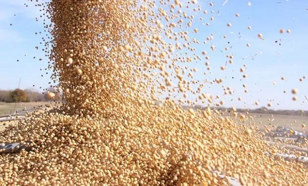 Mercado de granos: perdidas para el trigo y ganancias para la soja y el maíz