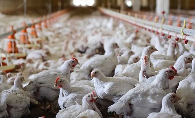 Brote de gripe aviar: refuerzan los controles epidemiológicos para evitar el ingreso del virus al país
