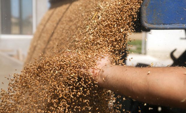 Granos con leves variaciones y a la espera de los informes del USDA.