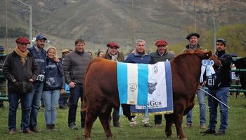 "Cardo Ruso", el toro Angus que se coronó como campeón de una muestra histórica en la Patagonia