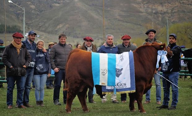 "Cardo Ruso", el toro Angus que se coronó como campeón de una muestra histórica en la Patagonia