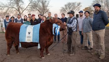 Remate histórico en la Patagonia: pagaron $60 millones por un toro de la raza Angus