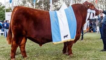 Angus:  un toro colorado fue el gran campeón en la Exposición Nacional de Primavera