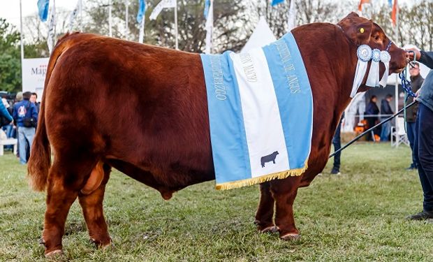 Angus:  un toro colorado fue el gran campeón en la Exposición Nacional de Primavera