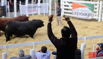 $875.000 por toro: las razones que mantienen firme al mercado de reproductores y aumentan la brecha con la invernada