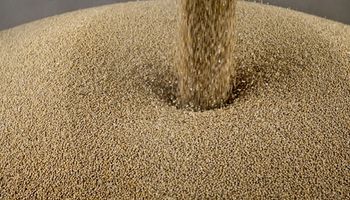 Cuánto se pagó por la soja, el trigo y el maíz en Rosario y qué pasó en el mercado de granos de referencia
