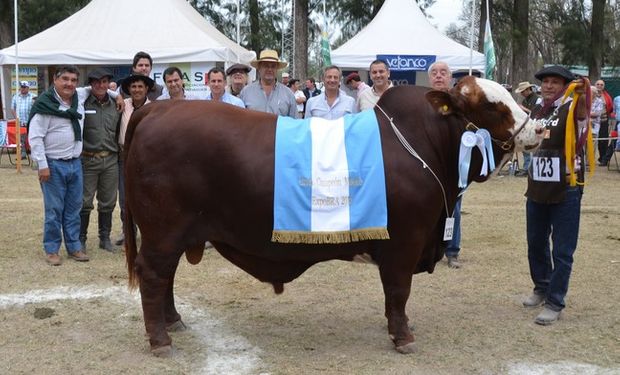 Se realizaron las Juras de Machos de Braford.