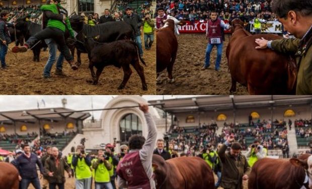 Los Grandes Campeones consagrados en La Rural.