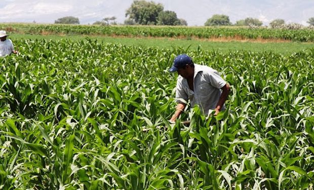 "Grandes fortunas": ejemplos de productores que tendrían que afrontar el "aporte solidario" que promueve el kirchnerismo