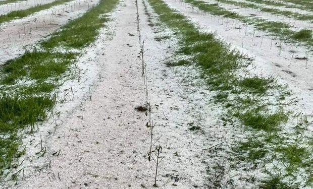 Chuvas de granizo com grande escala destruíram muitas plantações no sudoeste de Minas Gerais no inicio dessa semana