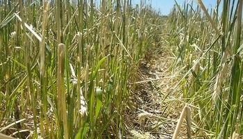 El seguro de granizo como aliado del productor ante los vaivenes del clima