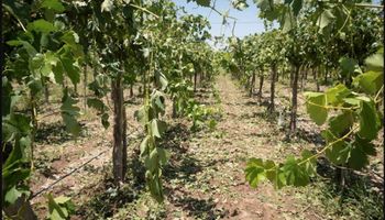 Declaran la emergencia agropecuaria nacional en Mendoza