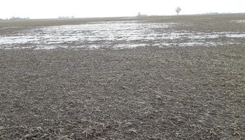 Granizo afectó lotes de trigo en Cañada de Gómez