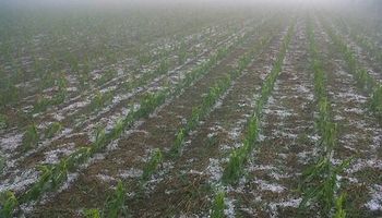 Por lluvias y granizo, se perdieron más de 300 mil hectáreas en Córdoba