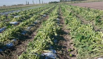 Córdoba: subsidiarán aportes a productores hortícolas afectados por el granizo