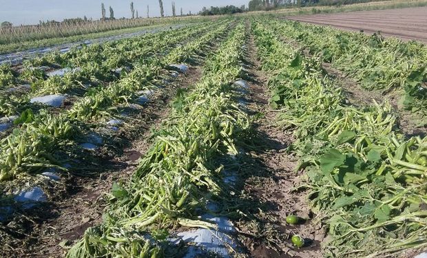 Subsidiarán aportes a productores hortícolas afectados por el granizo.