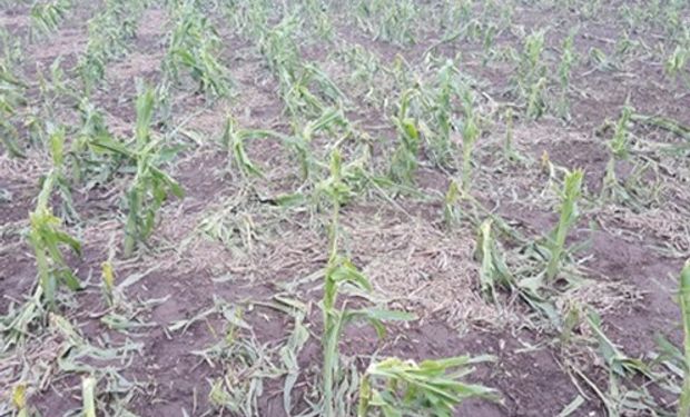 Maíz temprano. Foto: Bolsa de Comercio de Santa Fe