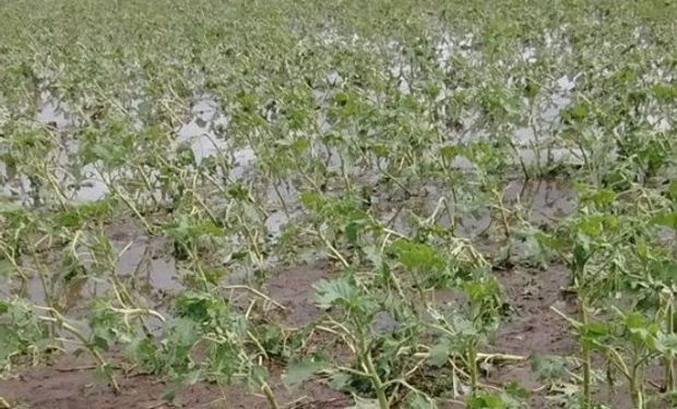 Un lote de girasol destrozado por la granizada. Foto: Gentileza Mauro Albarenque.