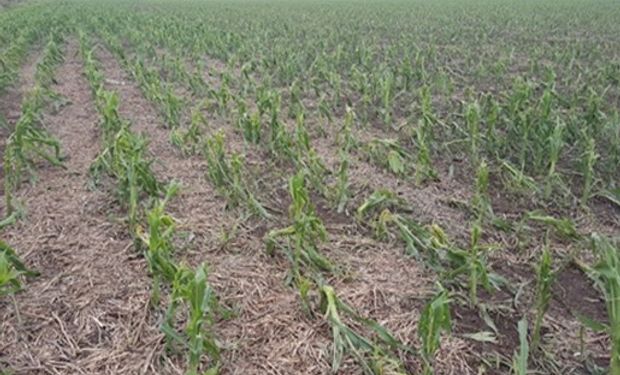 Maíz temprano. Foto: Bolsa de Comercio de Santa Fe