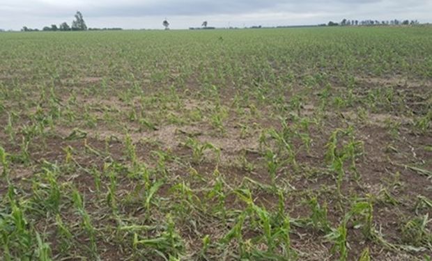 Maíz temprano. Foto: Bolsa de Comercio de Santa Fe