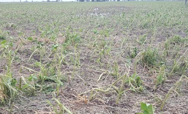 Girasol. Foto: Bolsa de Comercio de Santa Fe